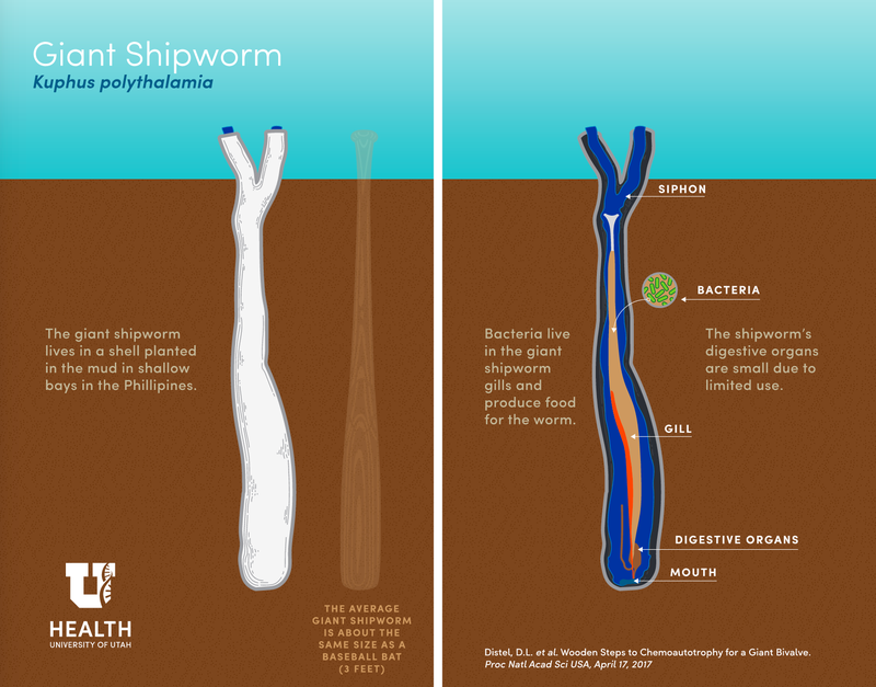 Illustration for article titled This Alien Worm-Creature Will Haunt Your Nightmares